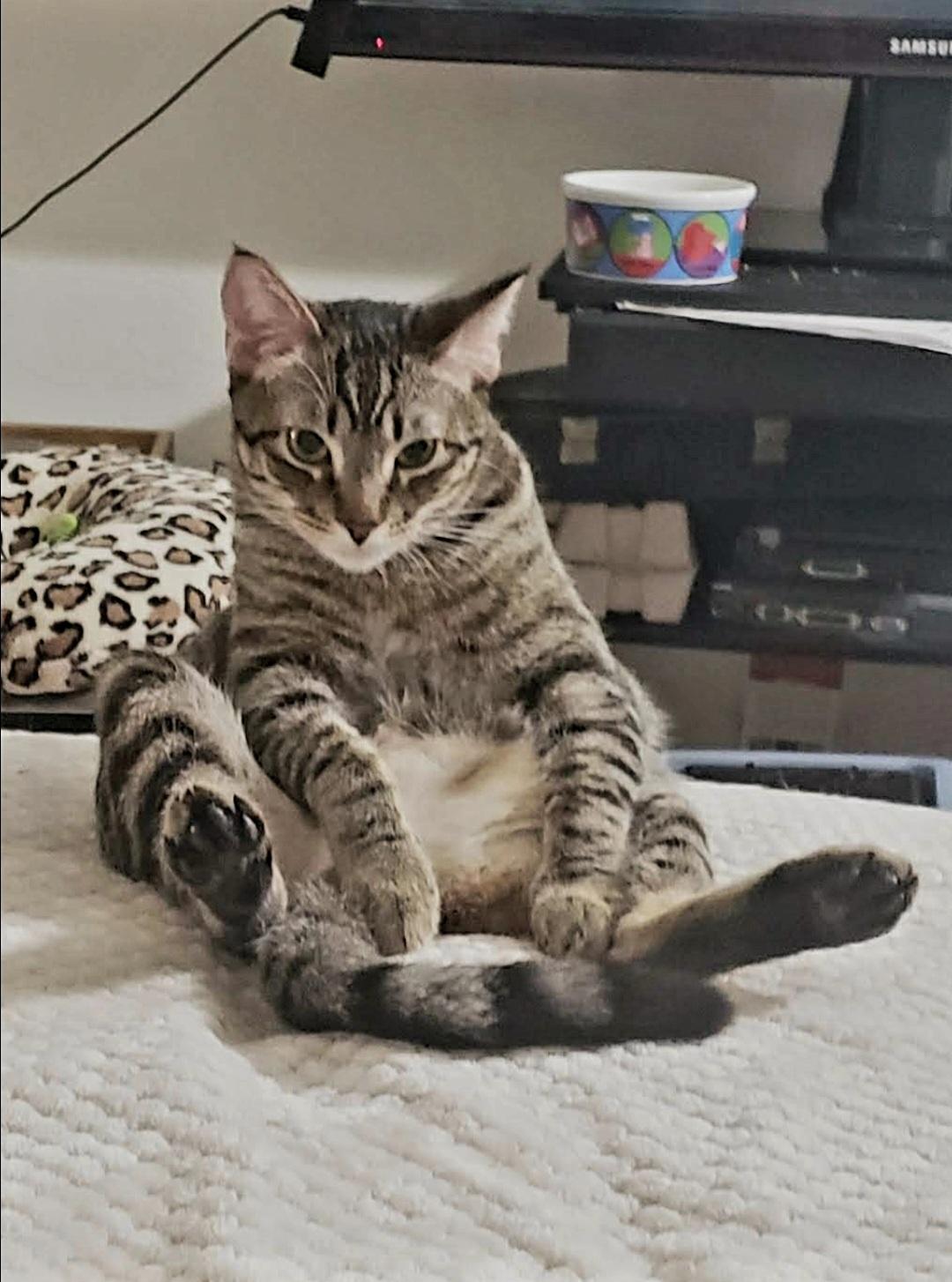 Enlarge Oliver (Olie), a Adoptable mixed breed in BEVERLY HILLS, CA image 2/4