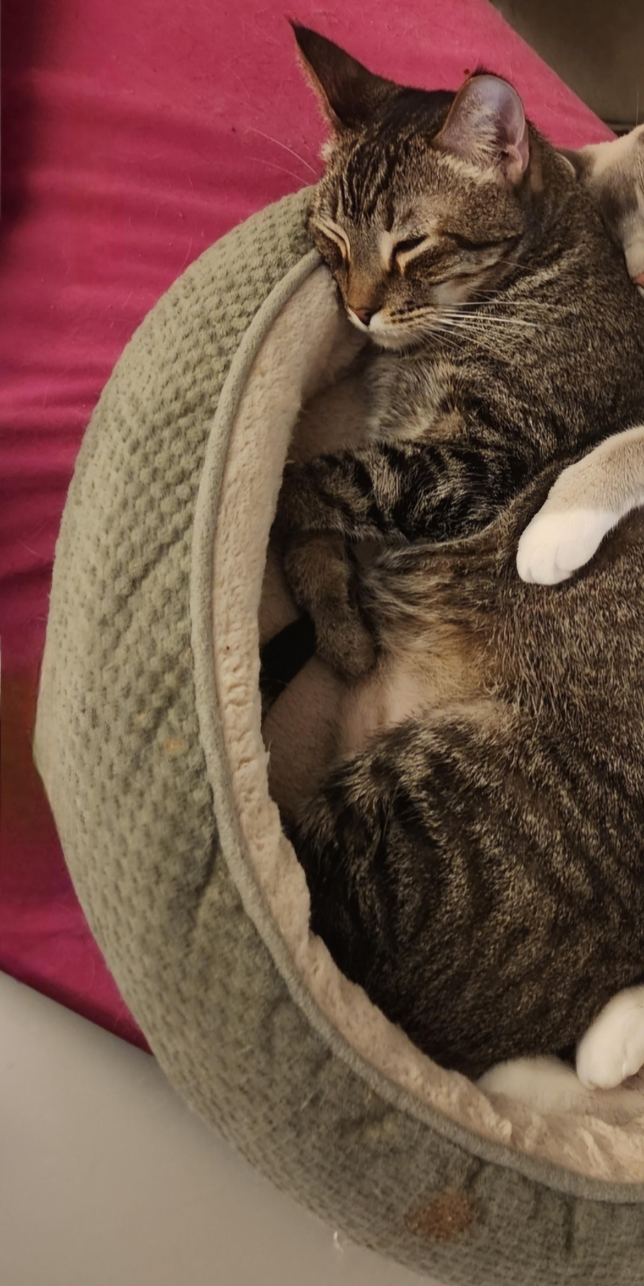 Oliver (Olie)