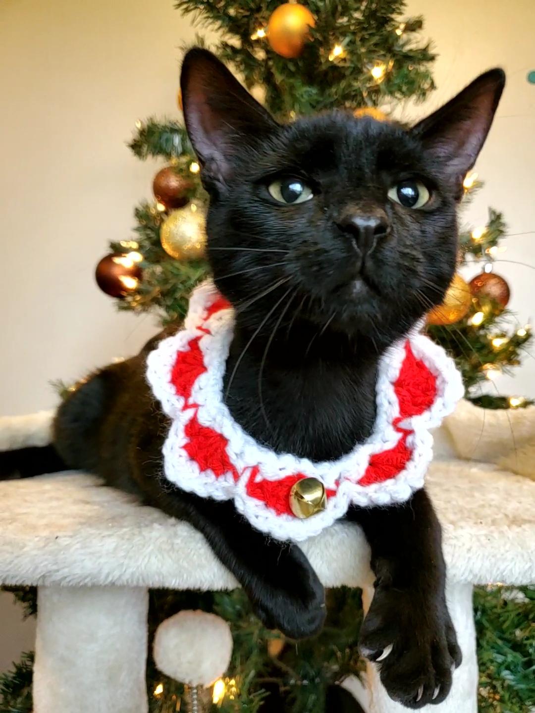 Lamington thumbnail 2