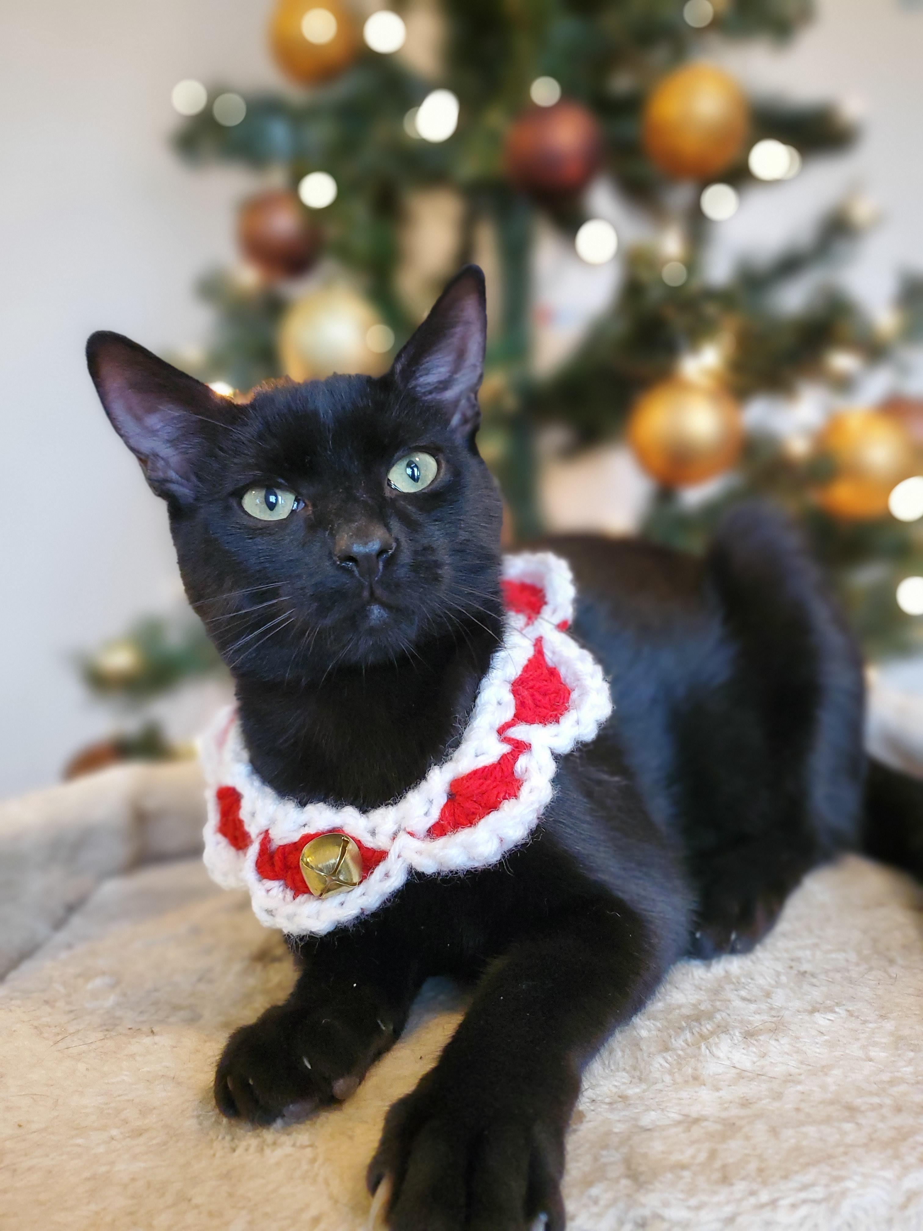 Lamington thumbnail 4