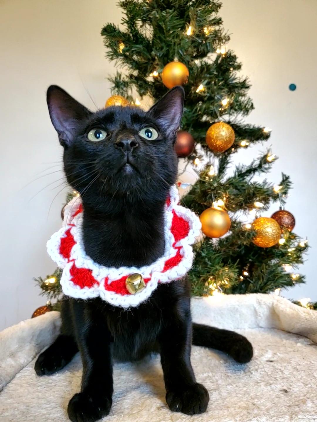 Lamington thumbnail 5