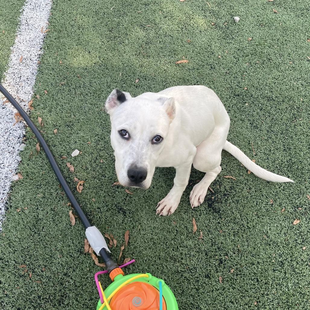 Shelby, Adoptable, Young Female Mixed Breed.