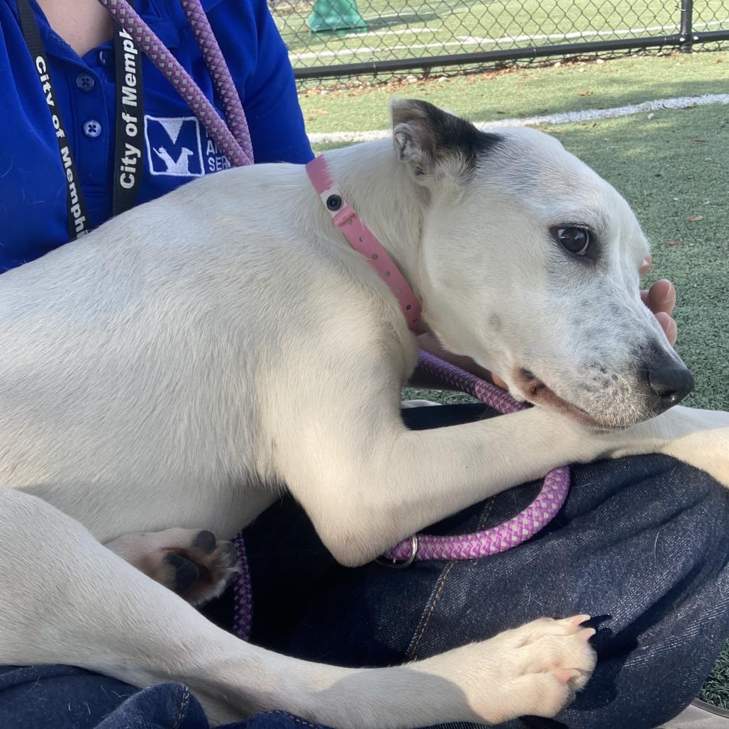 Shelby, Adoptable, Young Female Mixed Breed.