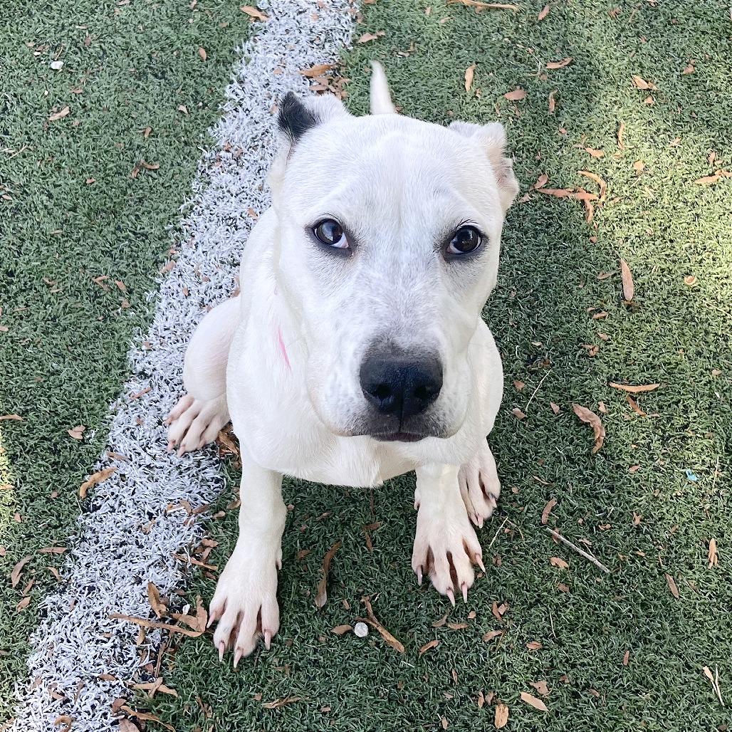 Enlarge Shelby, a Adoptable Mixed Breed in Bartlett, TN image 3/6
