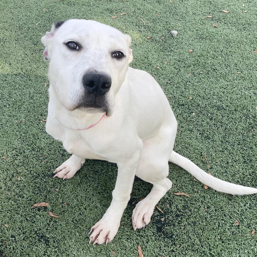 Enlarge Shelby, a Adoptable Mixed Breed in Bartlett, TN image 4/6