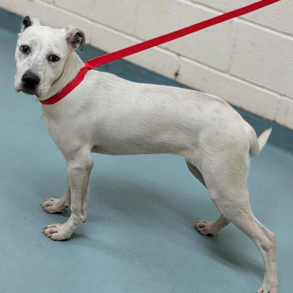 Enlarge Shelby, a Adoptable Mixed Breed in Bartlett, TN image 6/6