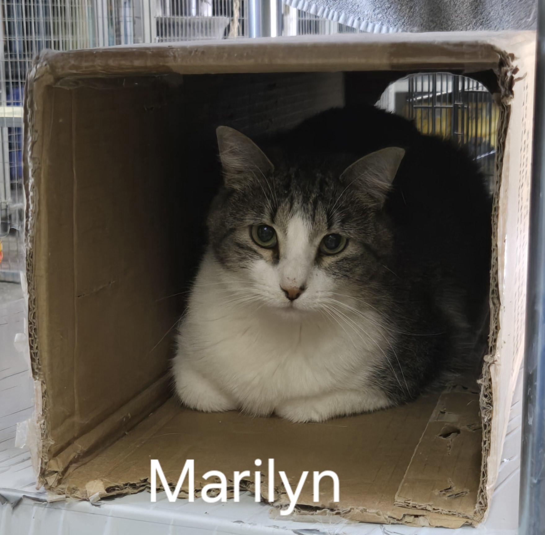 Enlarge Marilyn, a Adoptable Tabby in Blackfoot, ID image 1/1