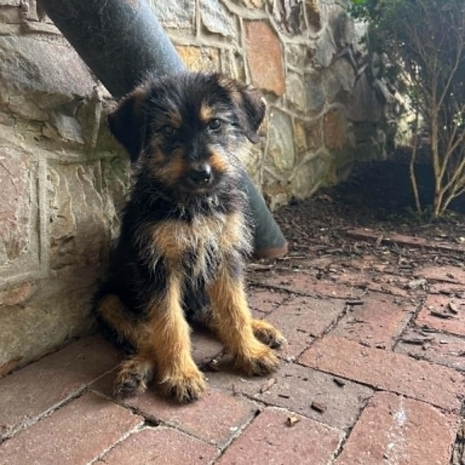 Katydid, adopted, Puppy Female German Shepherd Dog.