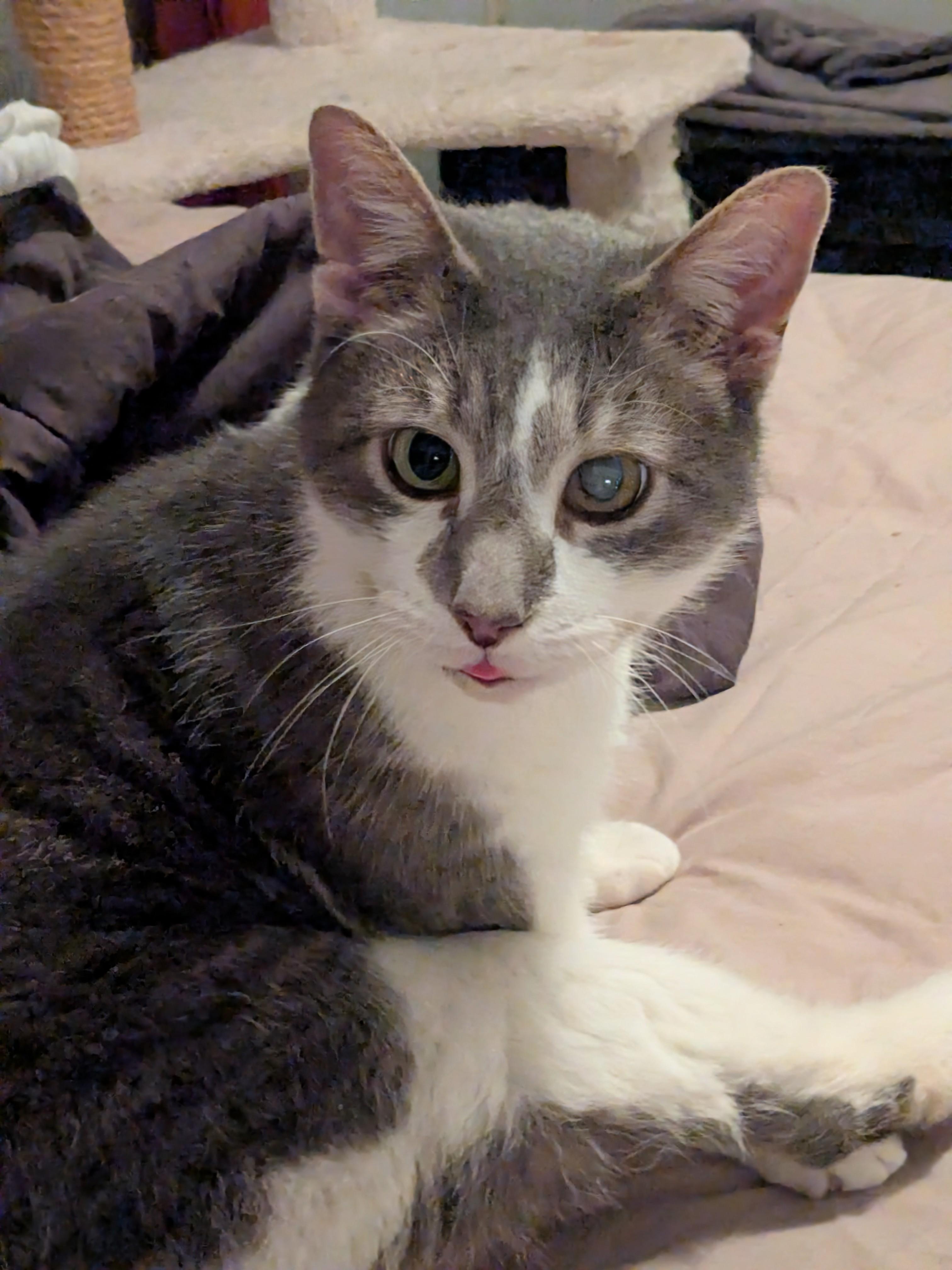 Virgil, Adoptable, Adult Male Domestic Short Hair.