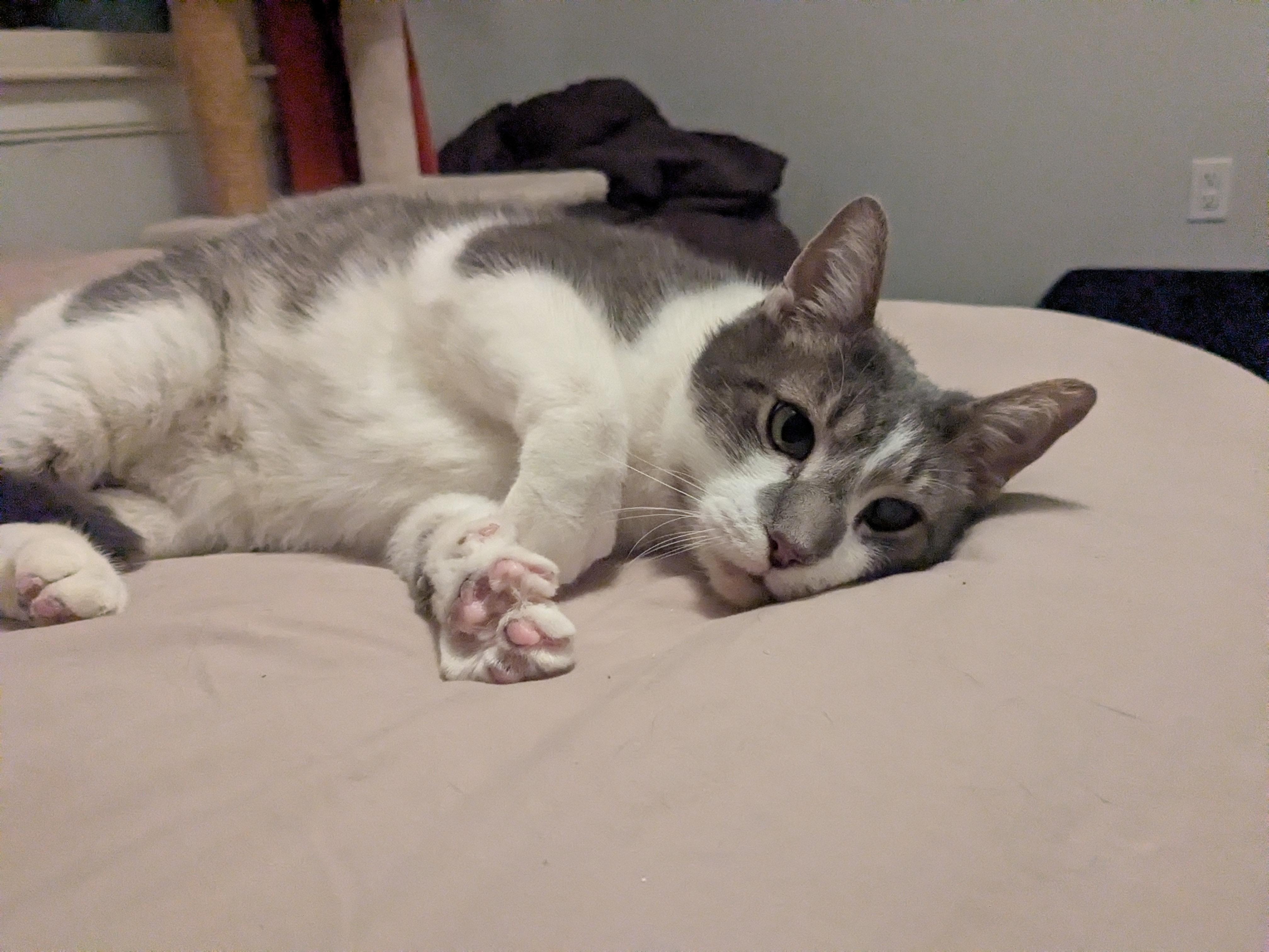 Enlarge Virgil, a Adoptable Domestic Short Hair in Burlington, VT image 2/6