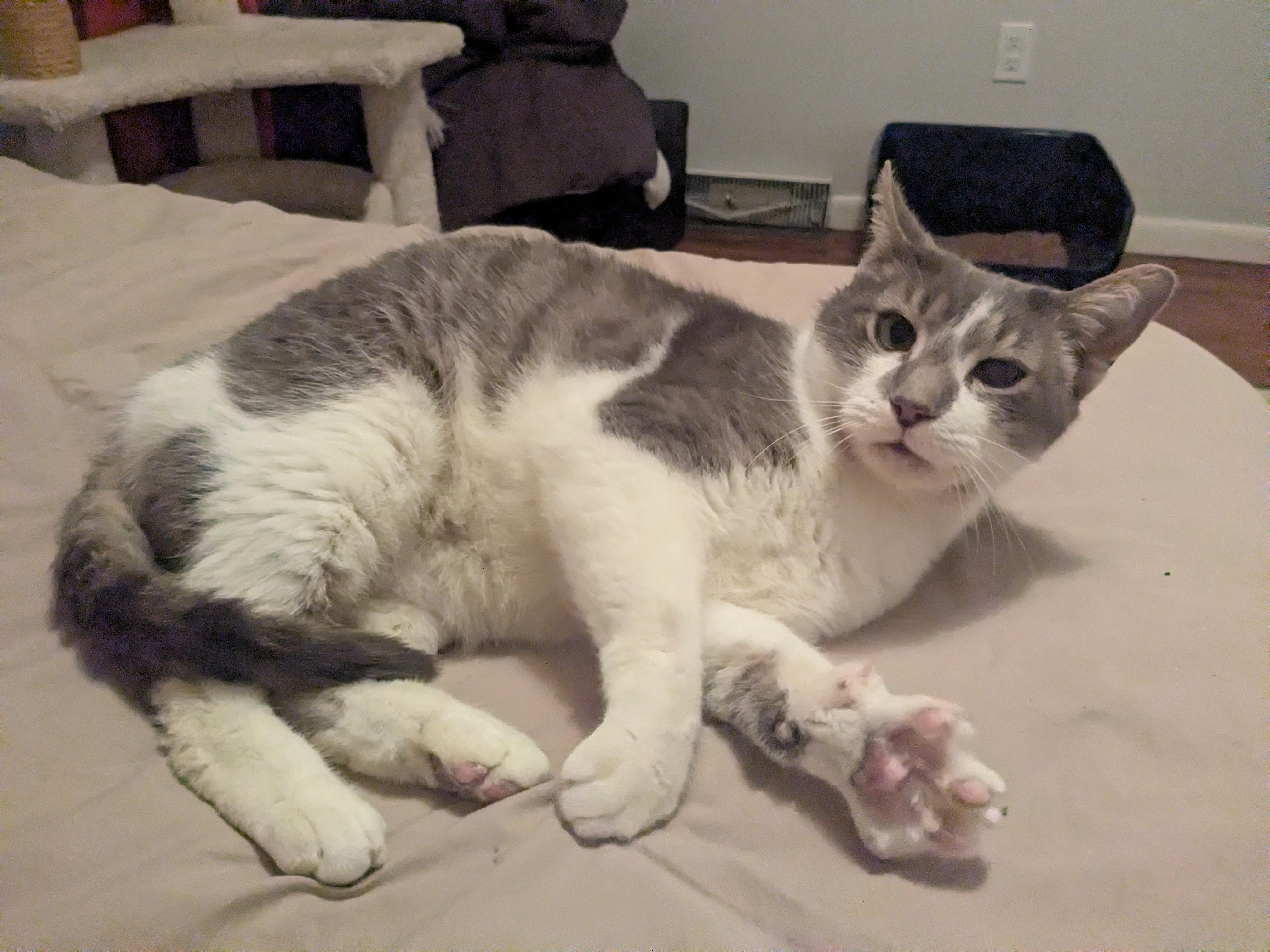 Enlarge Virgil, a Adoptable Domestic Short Hair in Burlington, VT image 3/6