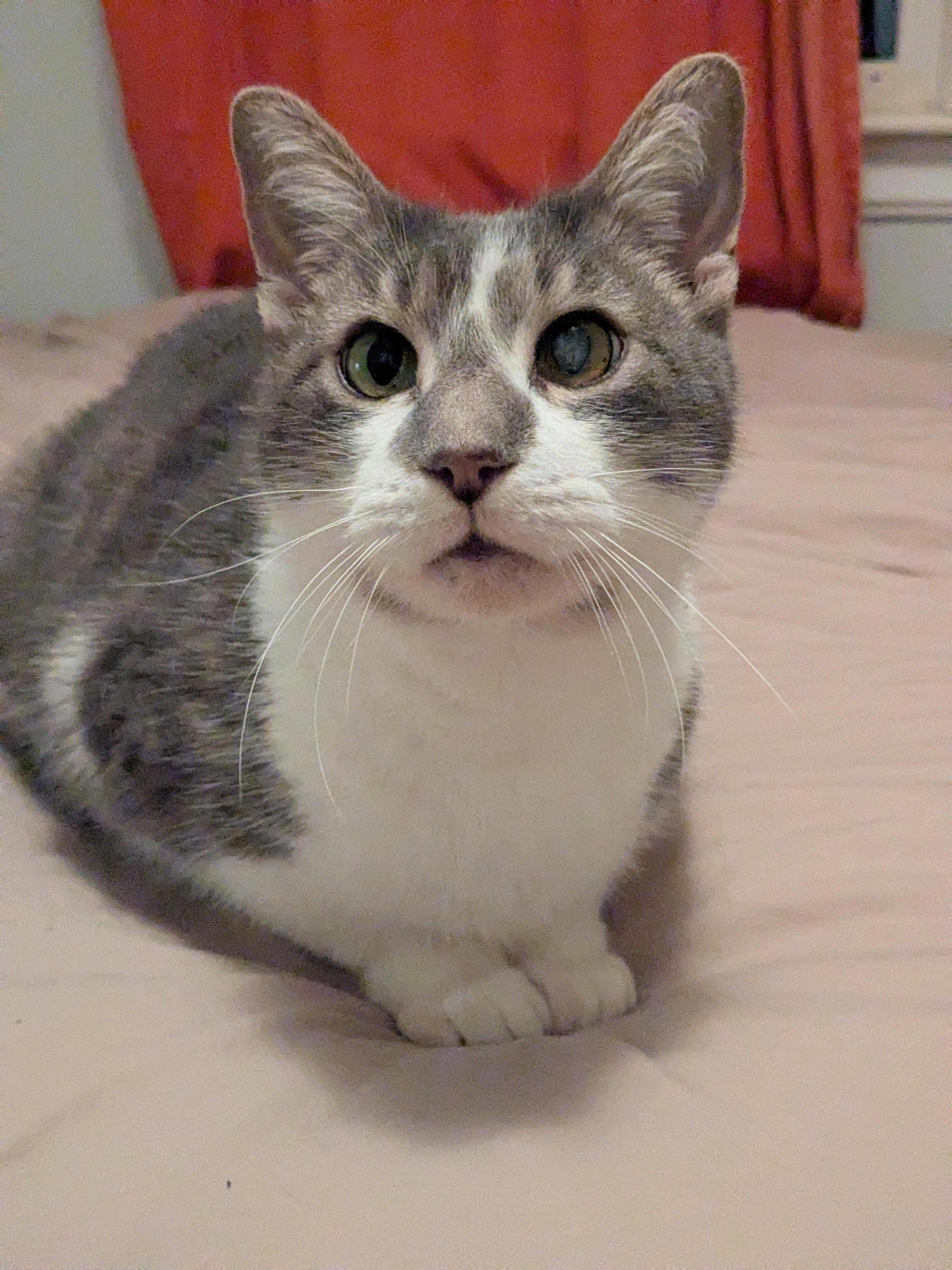 Enlarge Virgil, a Adoptable Domestic Short Hair in Burlington, VT image 4/6