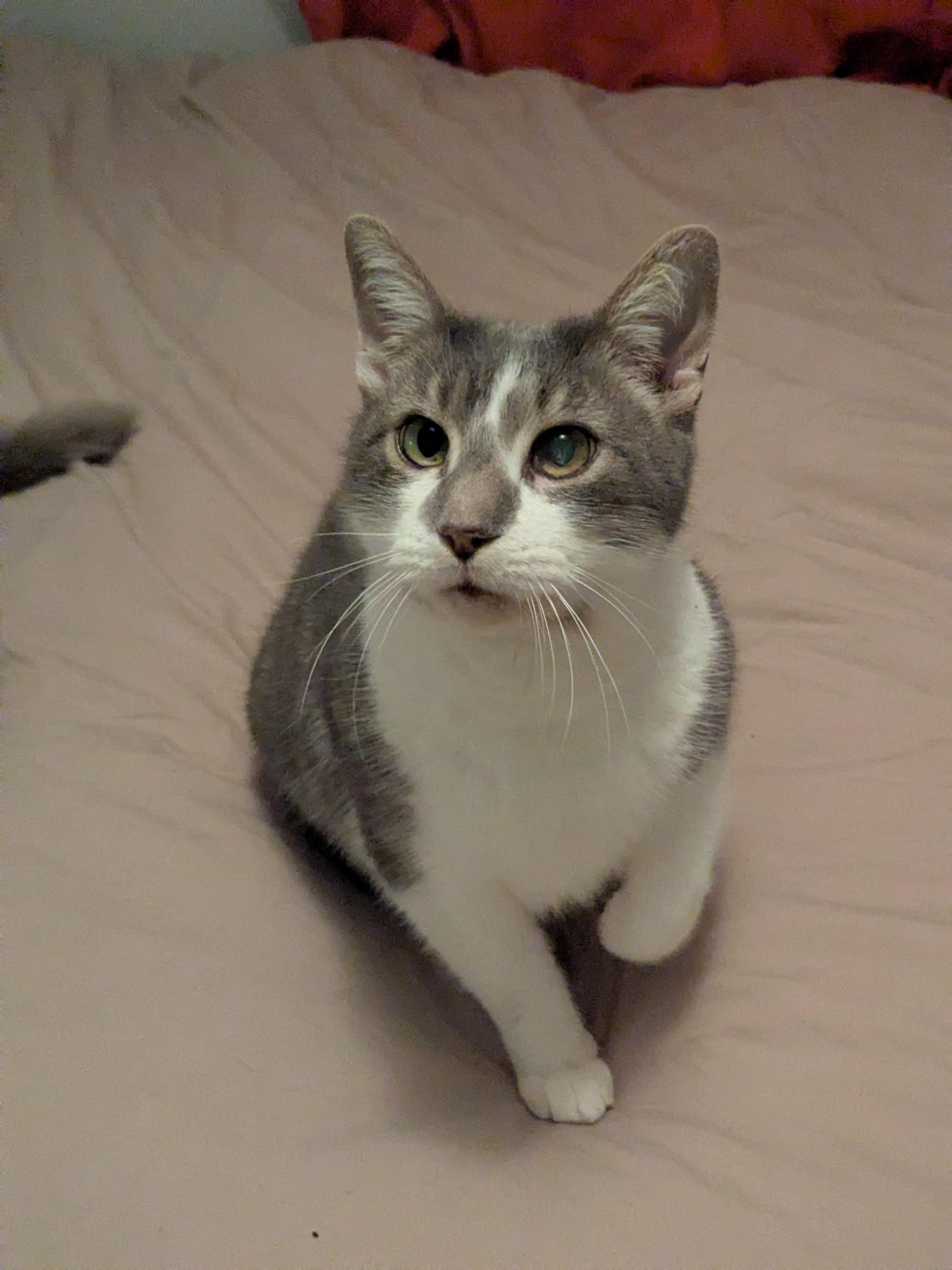 Enlarge Virgil, a Adoptable Domestic Short Hair in Burlington, VT image 5/6