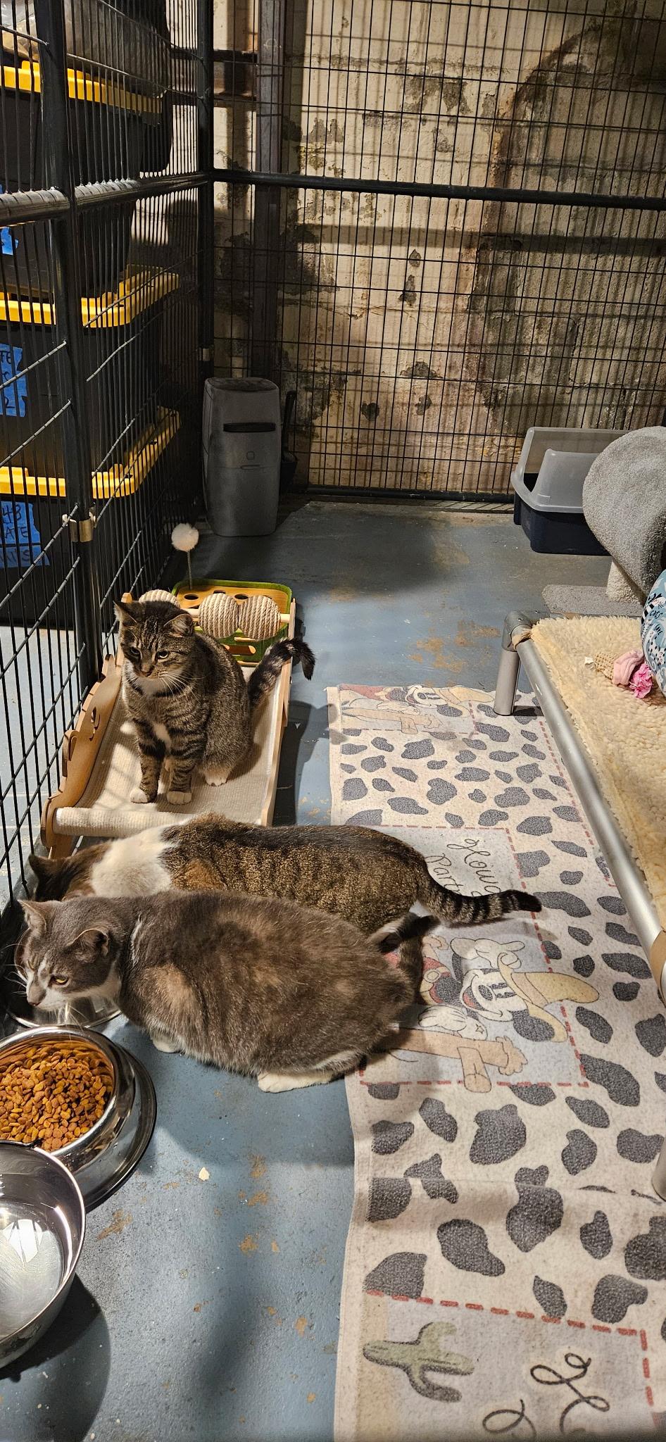 Enlarge Virgil, a Adoptable Domestic Short Hair in Burlington, VT image 6/6