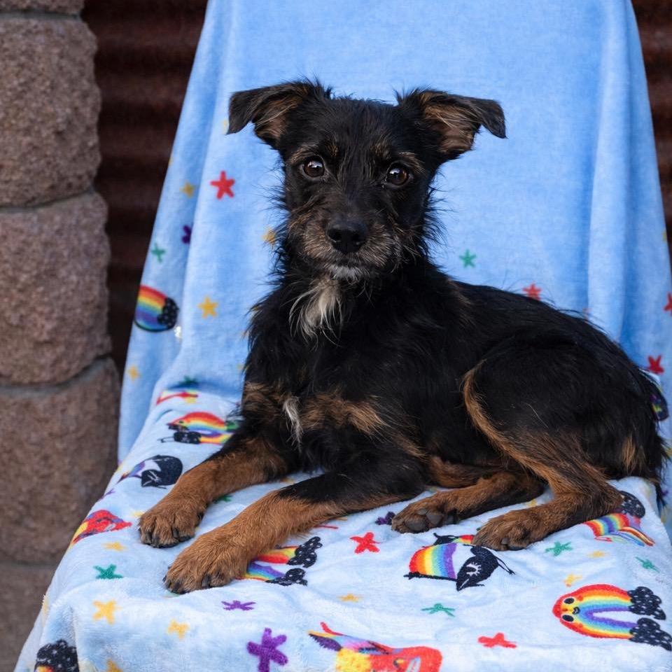 Teddy, Adoptable, Young Male Terrier.