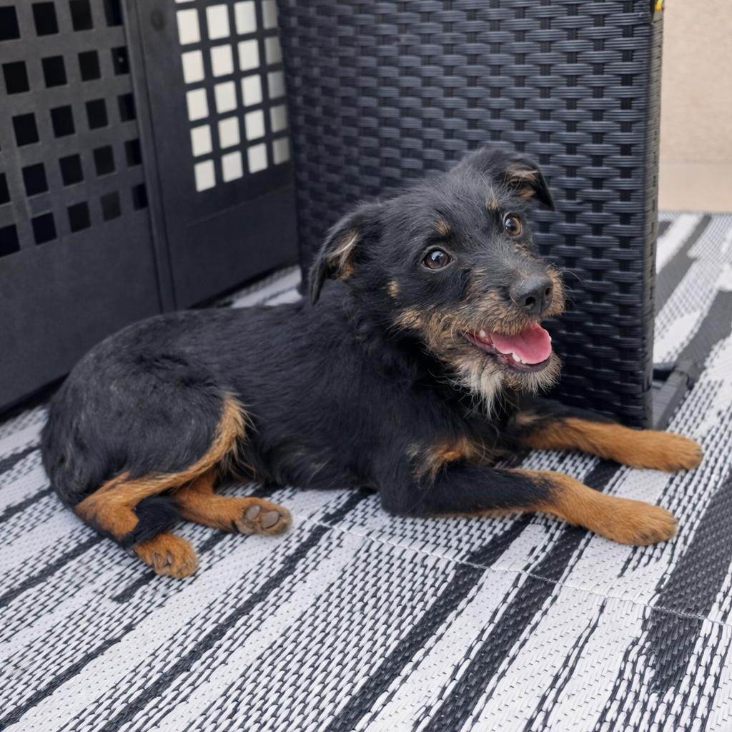 Teddy, Adoptable, Young Male Terrier.