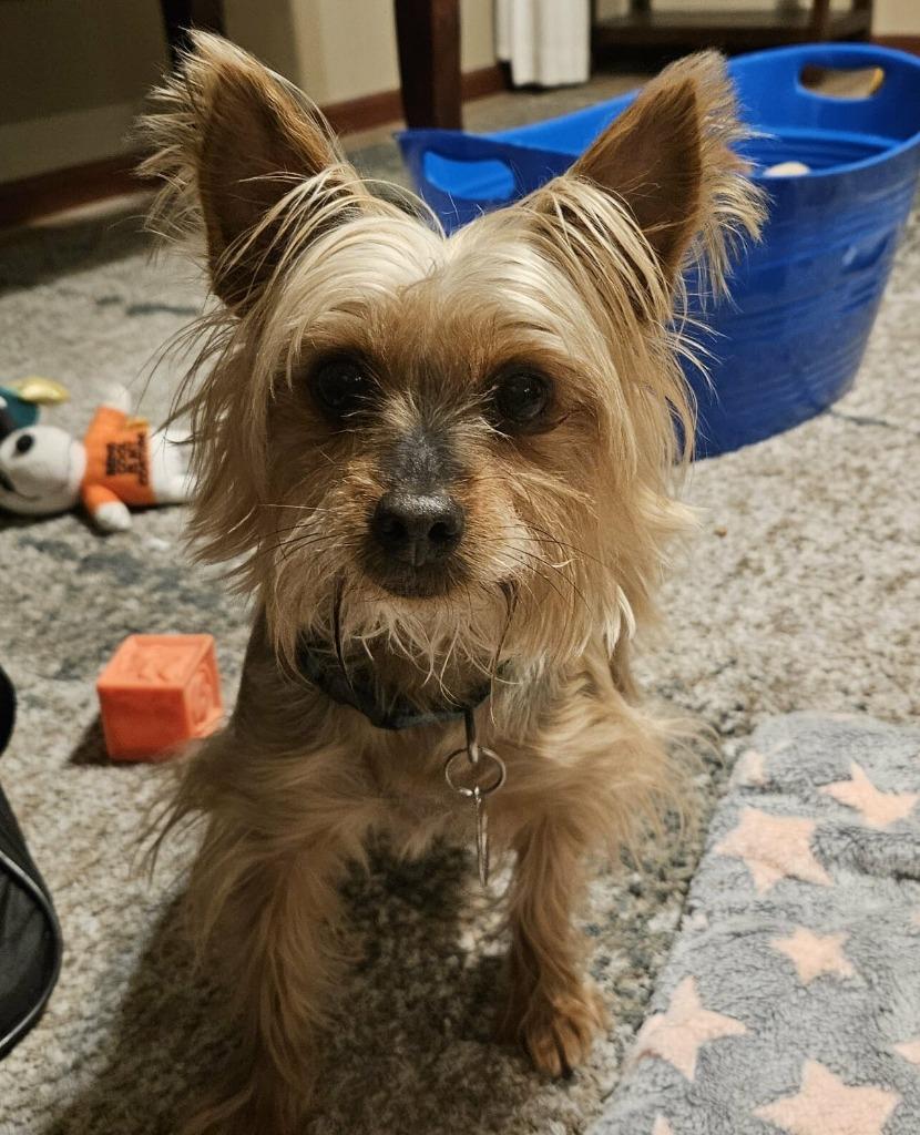 Enlarge Cookie, a Adoptable Silky Terrier in sun prairie, WI image 1/4