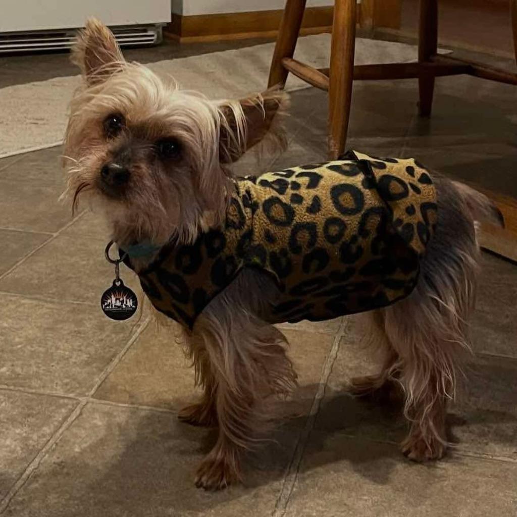 Enlarge Cookie, a Adoptable Silky Terrier in sun prairie, WI image 2/4