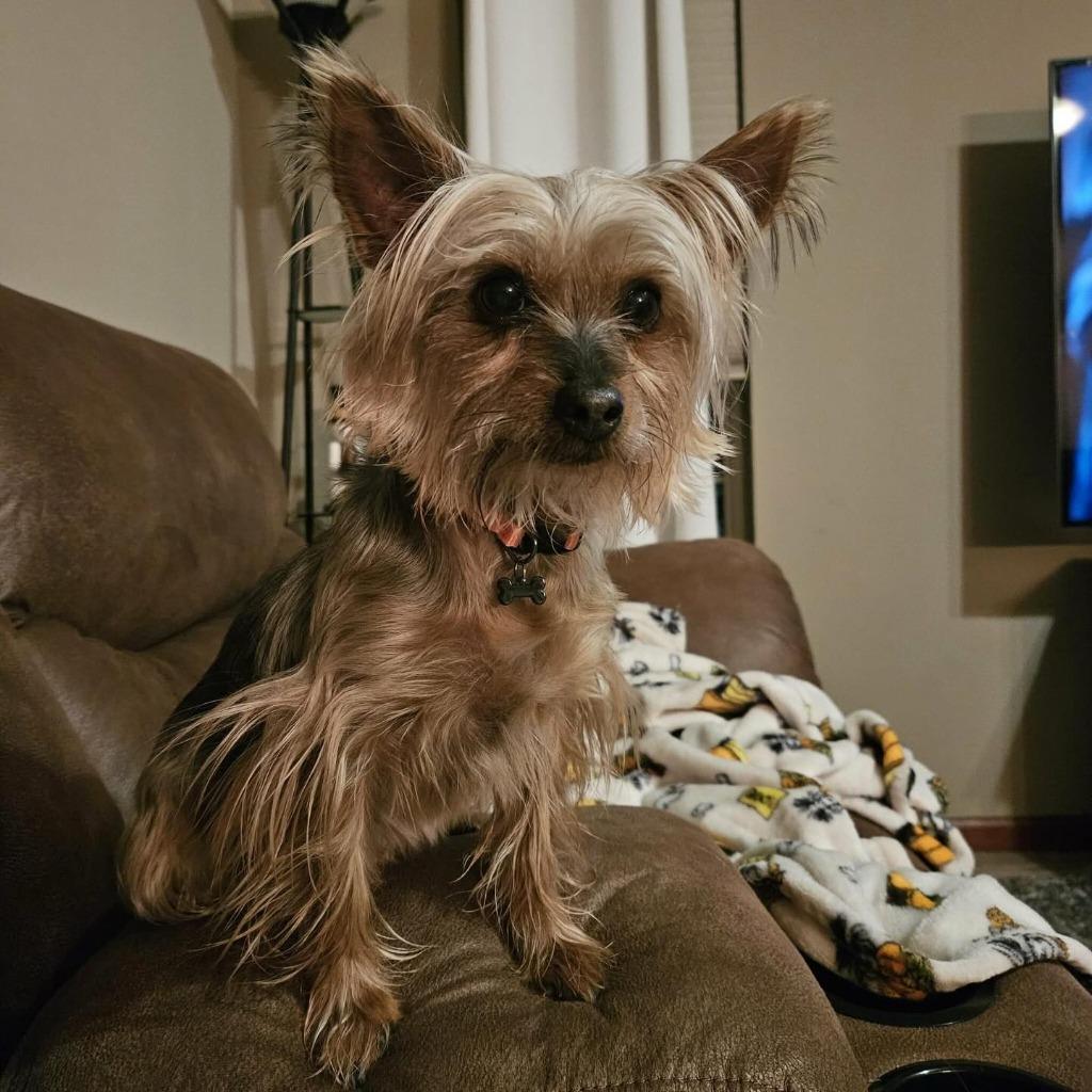 Enlarge Cookie, a Adoptable Silky Terrier in sun prairie, WI image 4/4