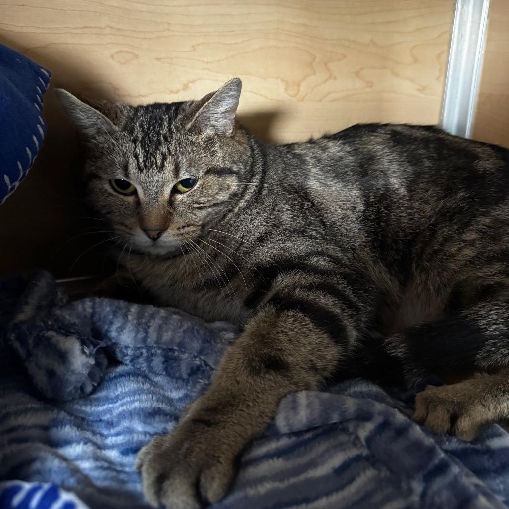 Kyla, Adoptable, Young Female Domestic Short Hair.