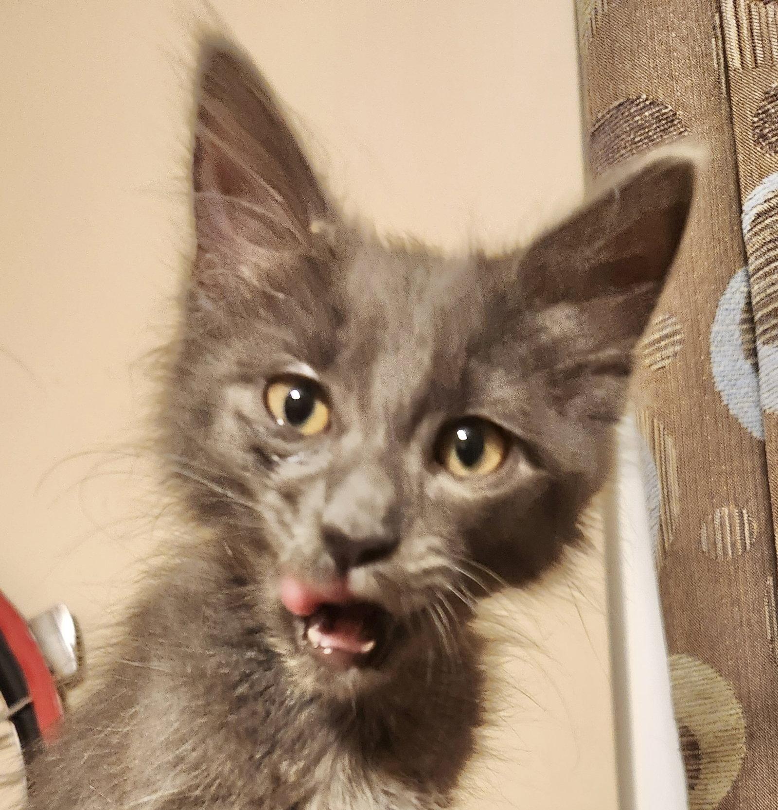 Enlarge Doug, a Adopted Domestic Short Hair in Shawnee, KS image 1/3
