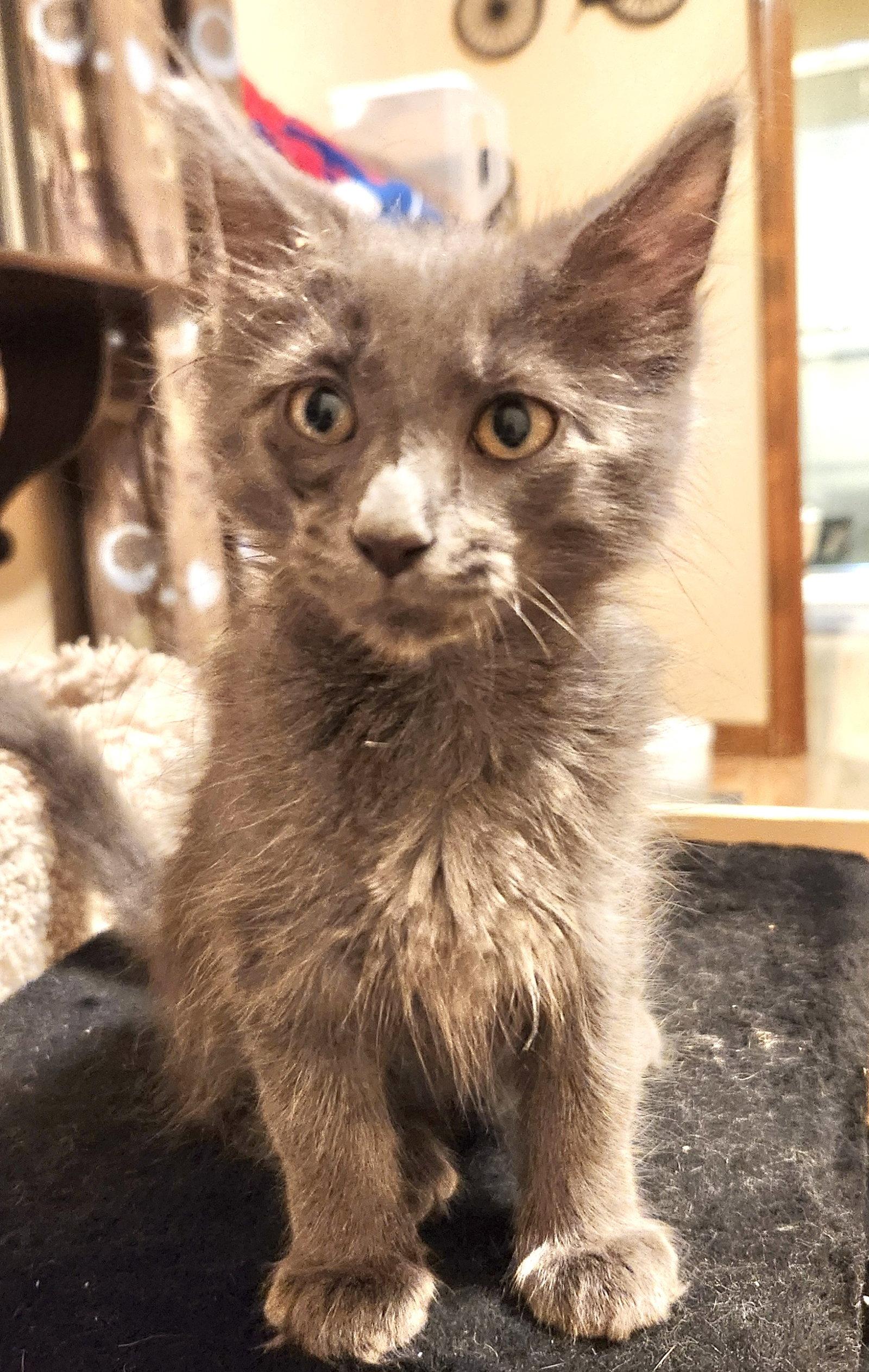 Enlarge Doug, a Adopted Domestic Short Hair in Shawnee, KS image 2/3