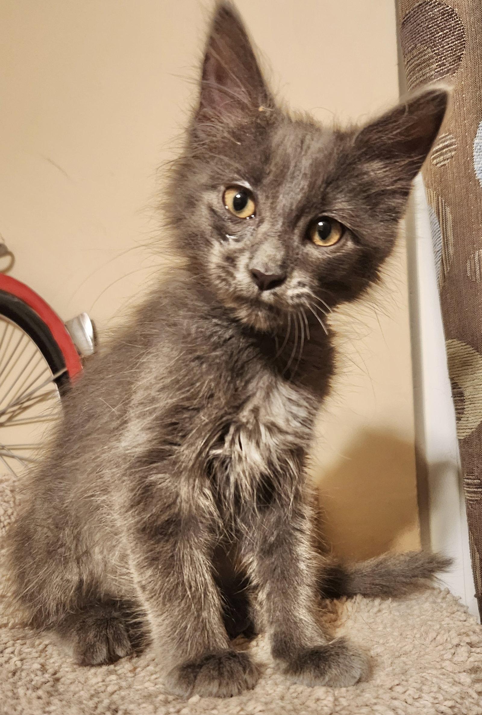 Enlarge Doug, a Adopted Domestic Short Hair in Shawnee, KS image 3/3