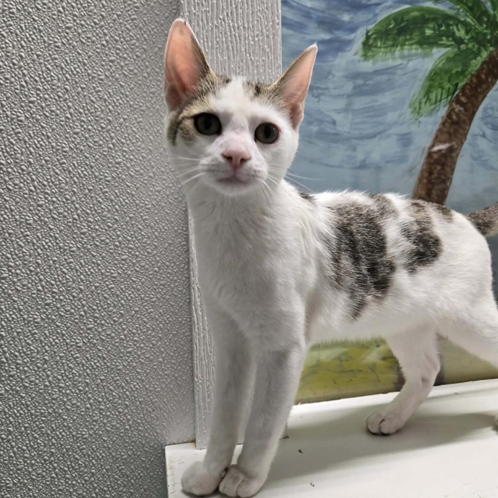 Churro, Adoptable, Young Male Domestic Short Hair.
