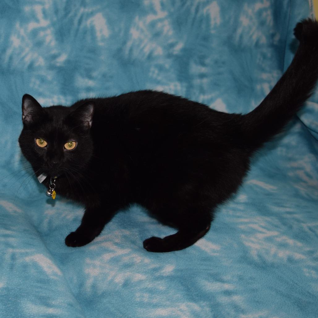 Enlarge Aly, a Adoptable Domestic Short Hair in Eureka, CA image 1/3