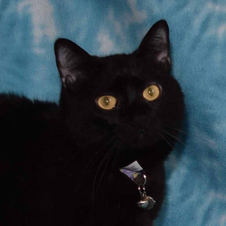 Enlarge Aly, a Adoptable Domestic Short Hair in Eureka, CA image 2/3