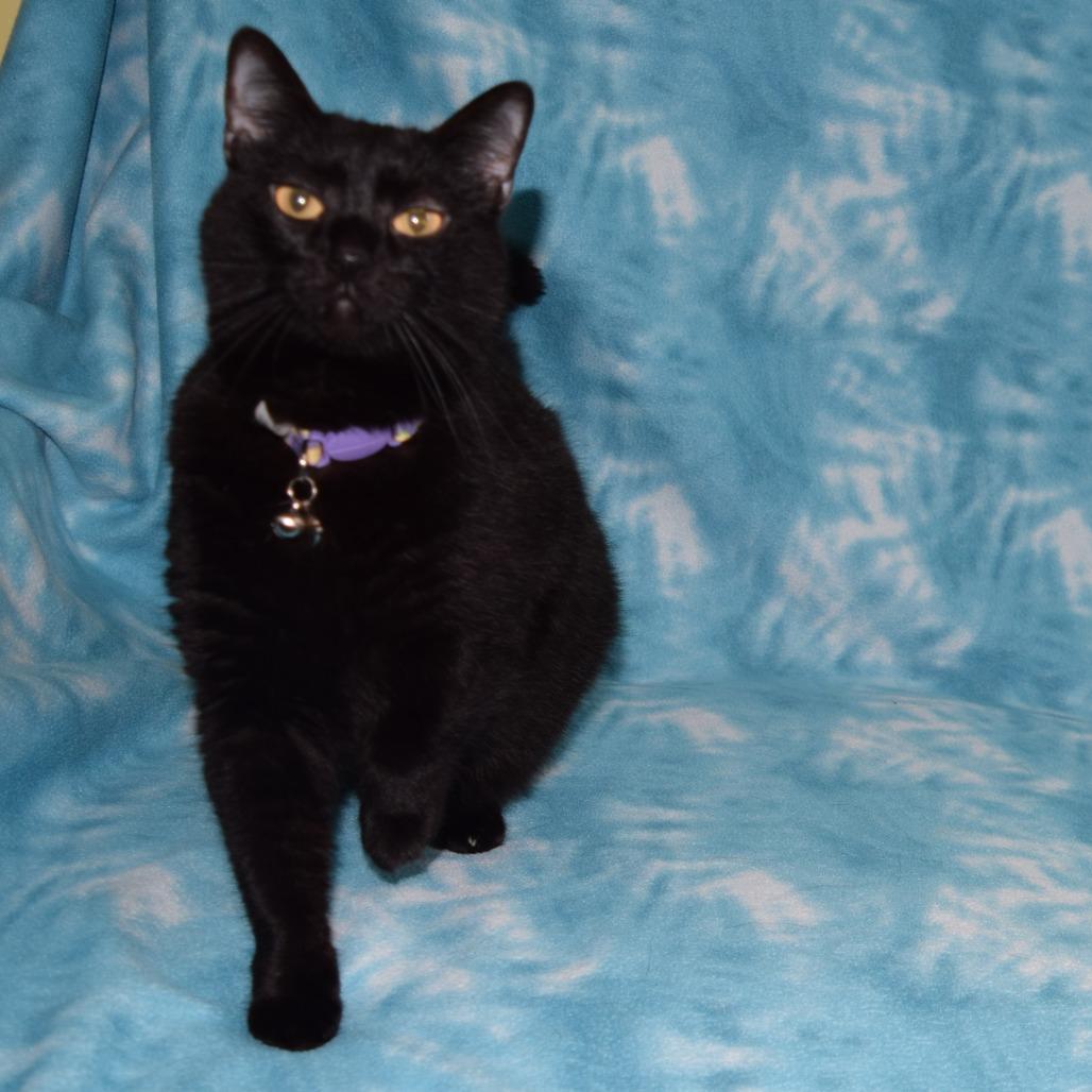 Enlarge Aly, a Adoptable Domestic Short Hair in Eureka, CA image 3/3