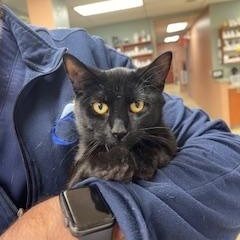 Enlarge Anne & Otto, a Adoptable Domestic Short Hair in Albany, NY image 2/6