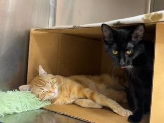 Anne & Otto, Adoptable, Young Male Domestic Short Hair.