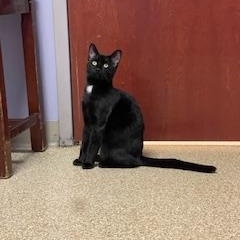 Enlarge Anne & Otto, a Adoptable Domestic Short Hair in Albany, NY image 4/6