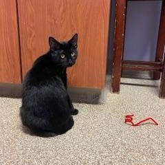 Enlarge Anne & Otto, a Adoptable Domestic Short Hair in Albany, NY image 6/6