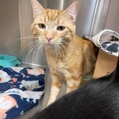 Enlarge Anne & Otto, a Adoptable Domestic Short Hair in Albany, NY image 3/6