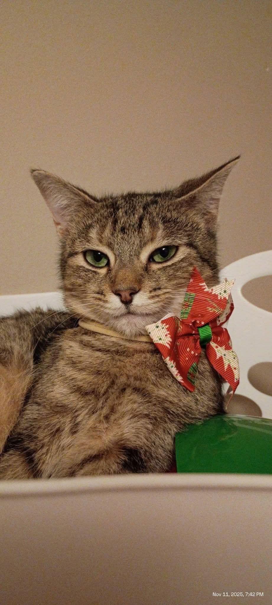 Enlarge CLEO, a Adoptable Domestic Short Hair in Northfield, OH image 1/1