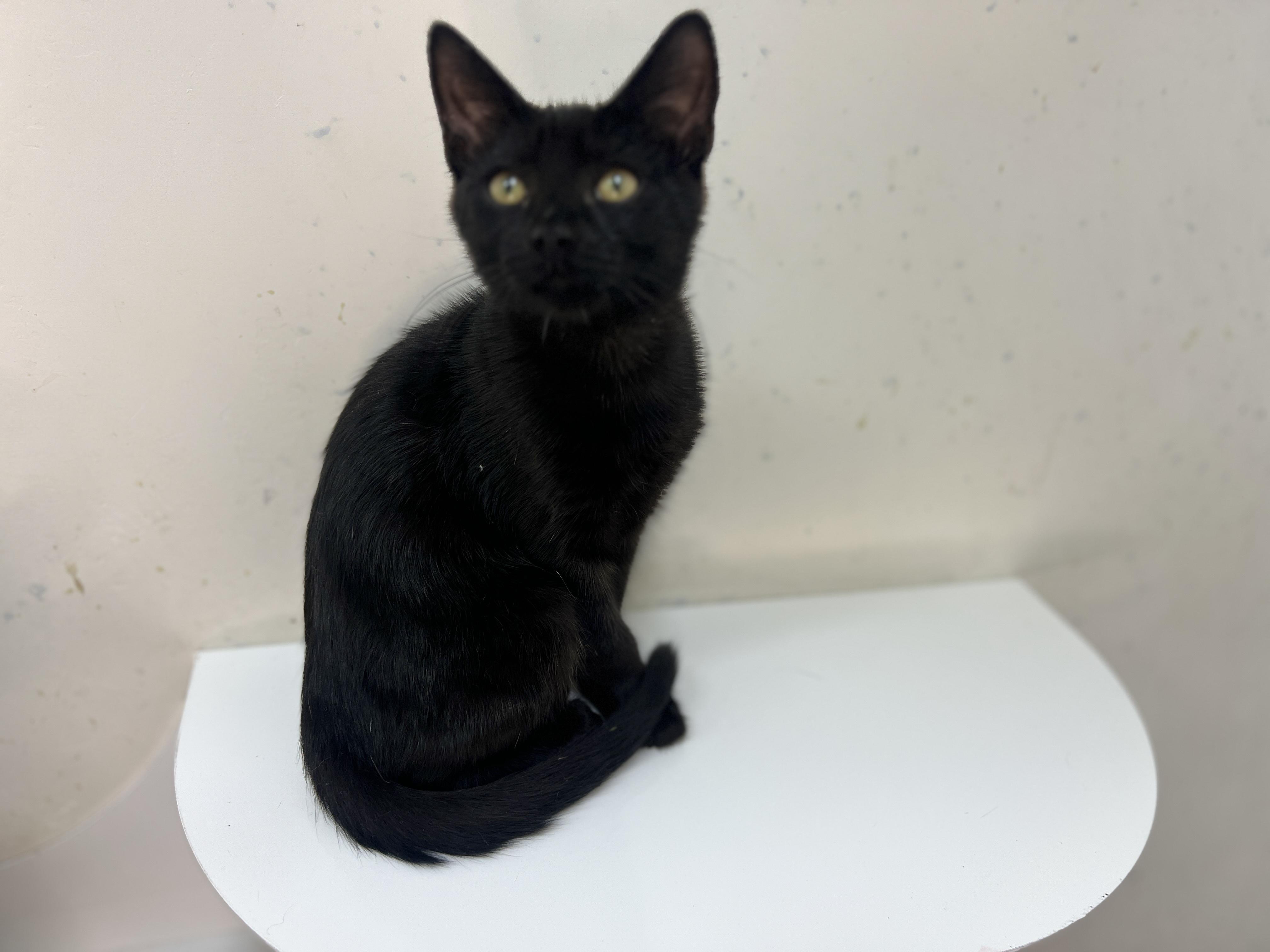 Jiji, a Adoptable Domestic Short Hair in chino, CA image 1/6