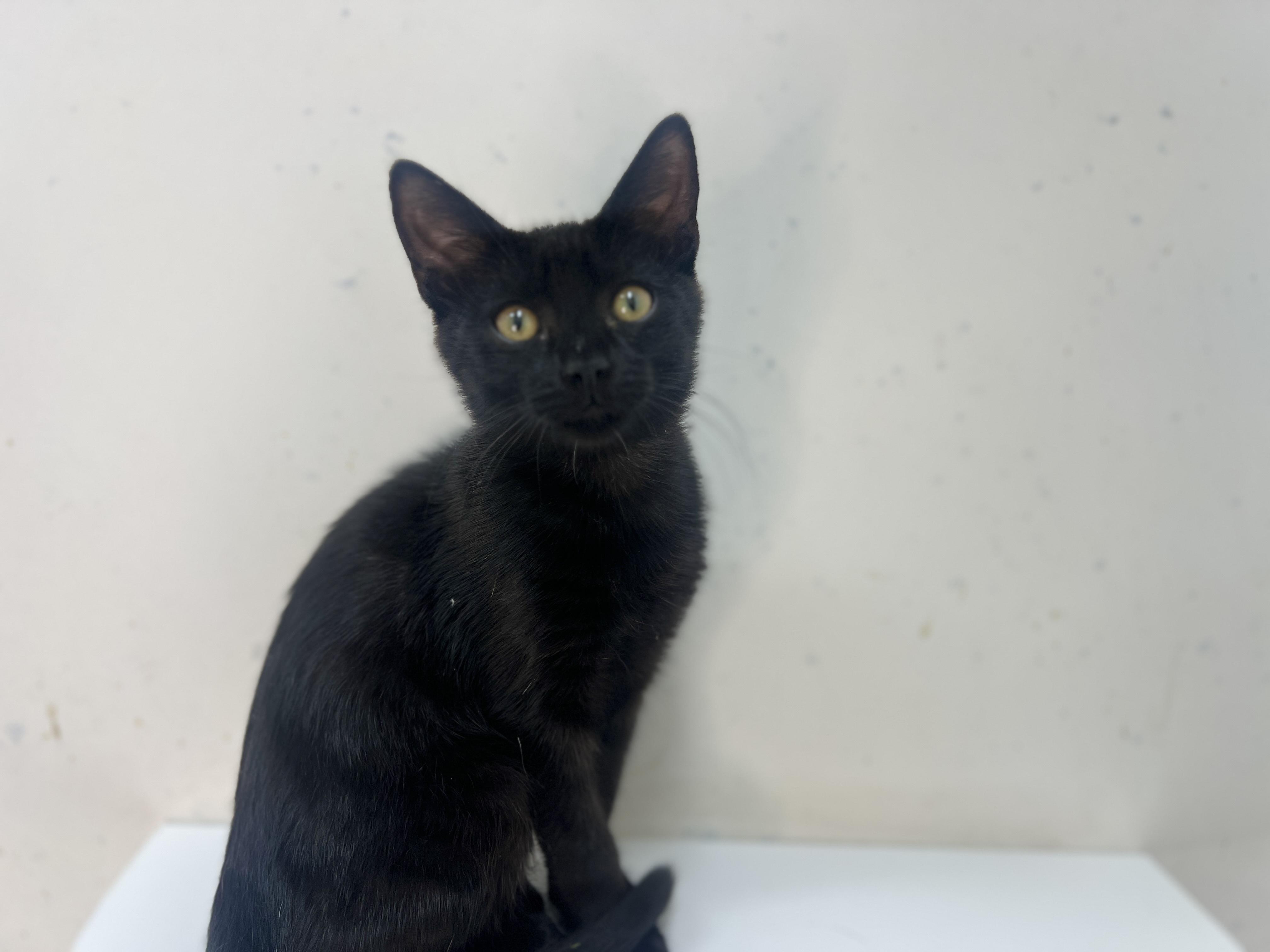 Jiji, a Adoptable Domestic Short Hair in chino, CA image 3/6