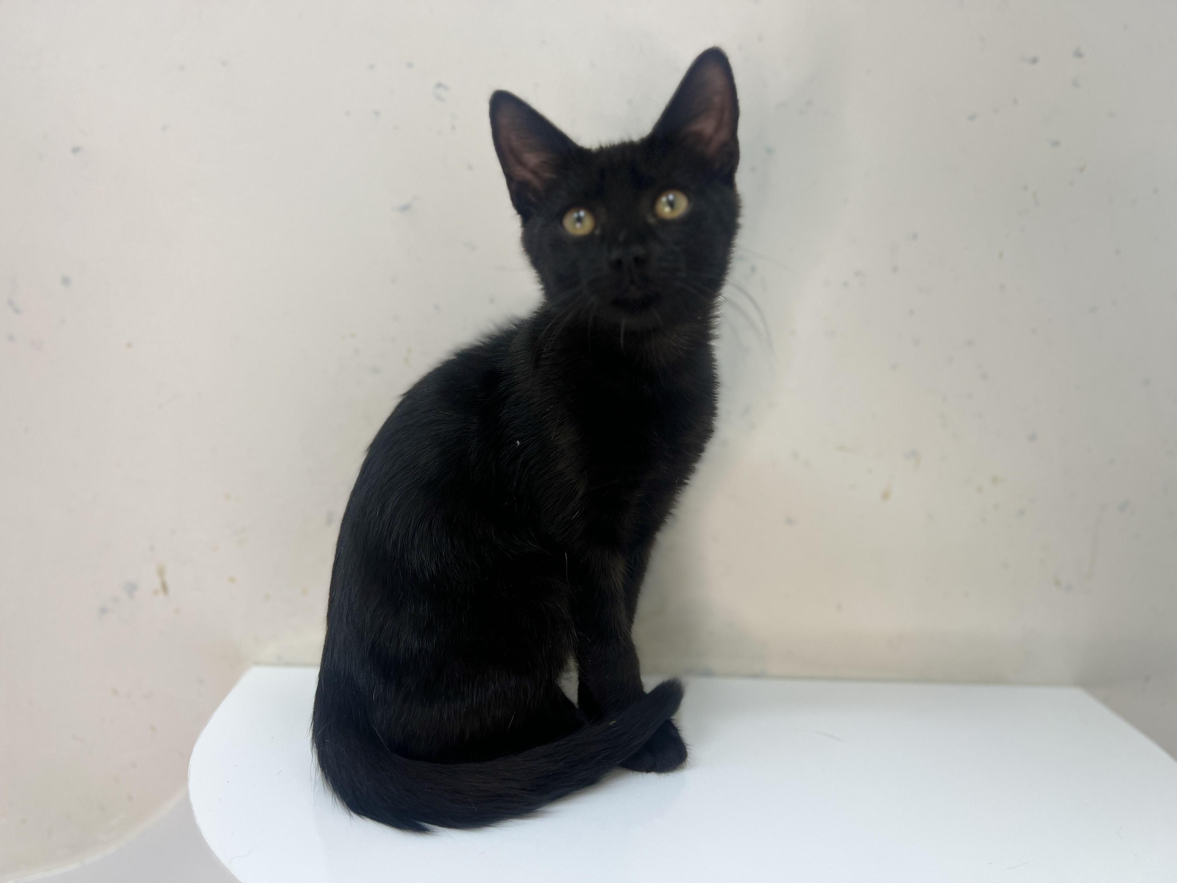 Jiji, a Adoptable Domestic Short Hair in chino, CA image 4/6