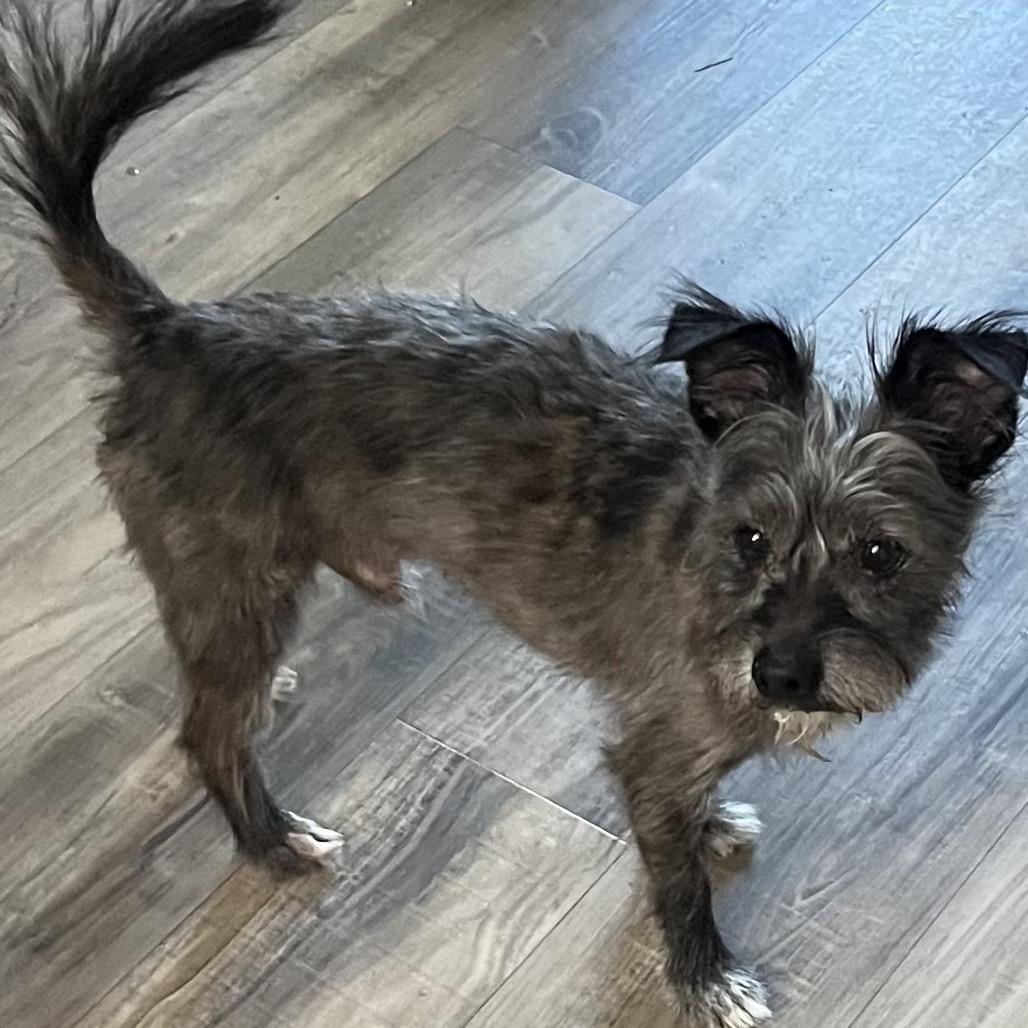 Emilio, Adoptable, Adult Male Terrier.