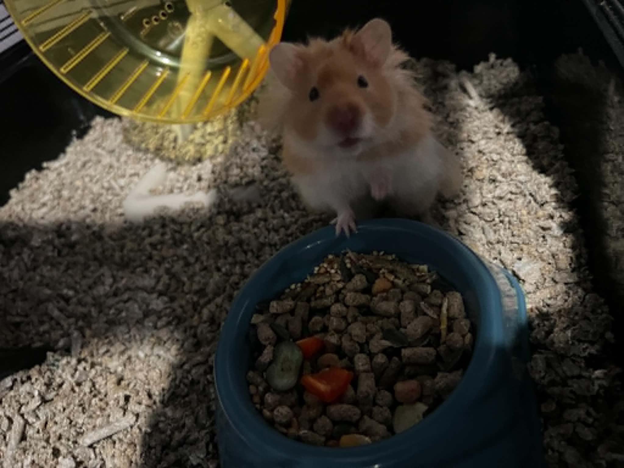 Mailey, Adopted, Young Male Hamster.