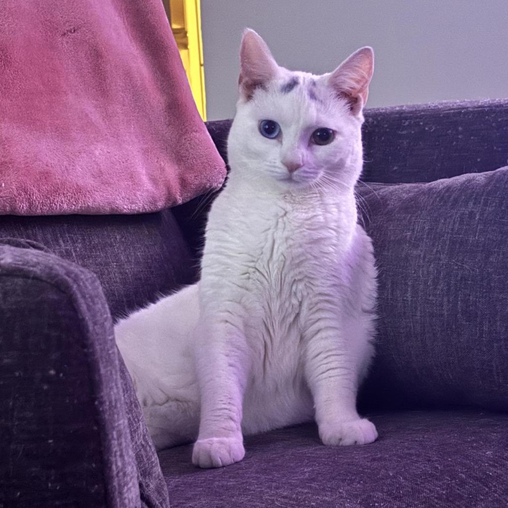 Enlarge Marshmallow- Westmere Kitten 3, a Adoptable Domestic Short Hair in Westport, CT image 1/4