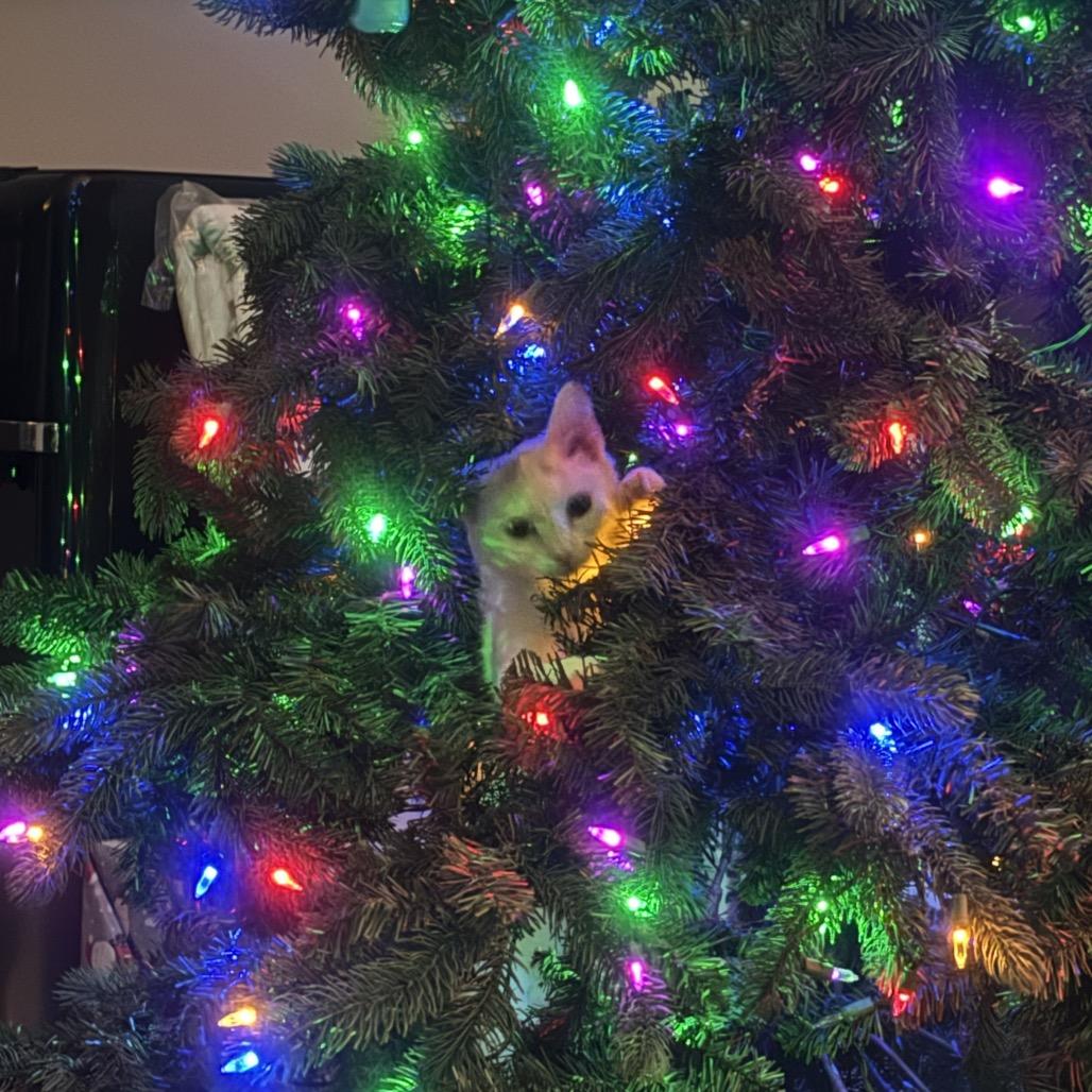 Enlarge Marshmallow- Westmere Kitten 3, a Adoptable Domestic Short Hair in Westport, CT image 1/2