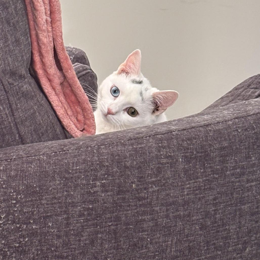 Enlarge Marshmallow- Westmere Kitten 3, a Adoptable Domestic Short Hair in Westport, CT image 2/4