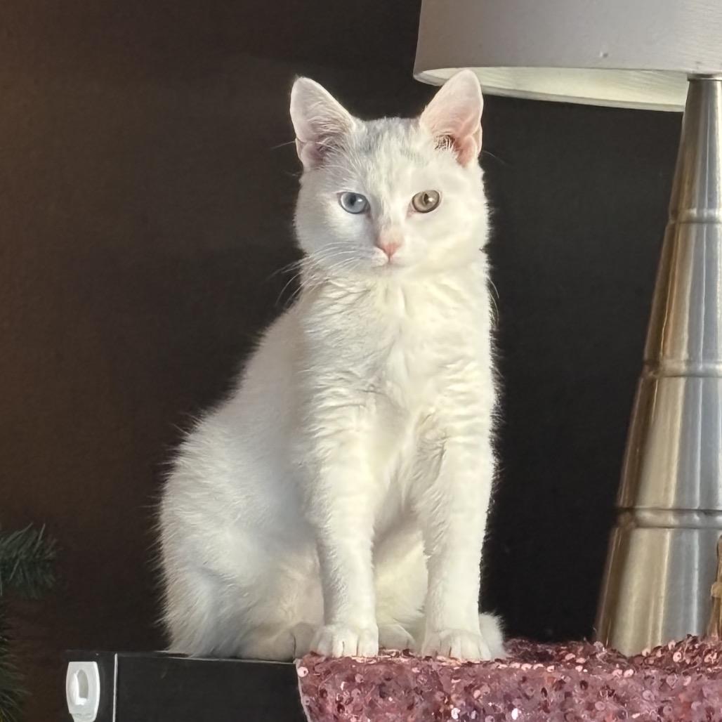 Marshmallow- Westmere Kitten 3, Adoptable, Young Female Domestic Short Hair.