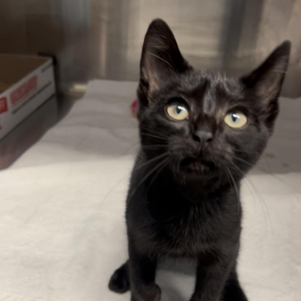 Colsen, Adopted, Kitten Male Domestic Short Hair.