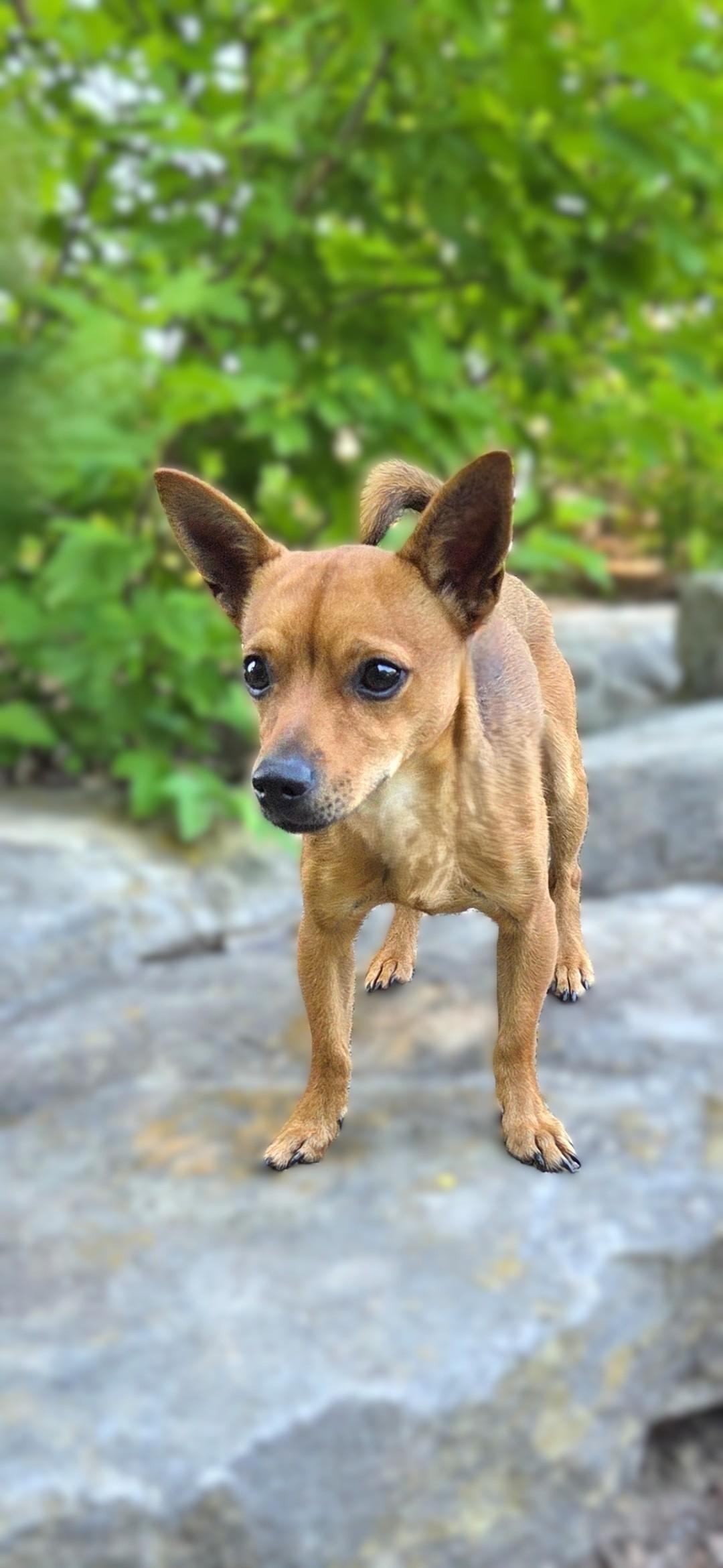 Enlarge Slinky, a ADOPTABLE Chiweenie in Bridgeton, MO image 2/4