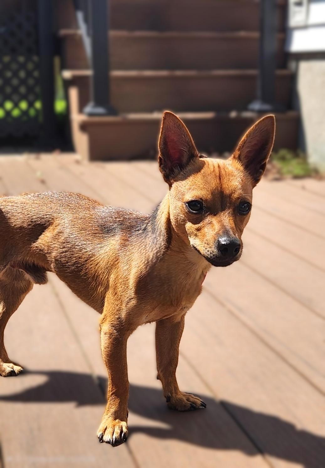 Enlarge Slinky, a ADOPTABLE Chiweenie in Bridgeton, MO image 4/4