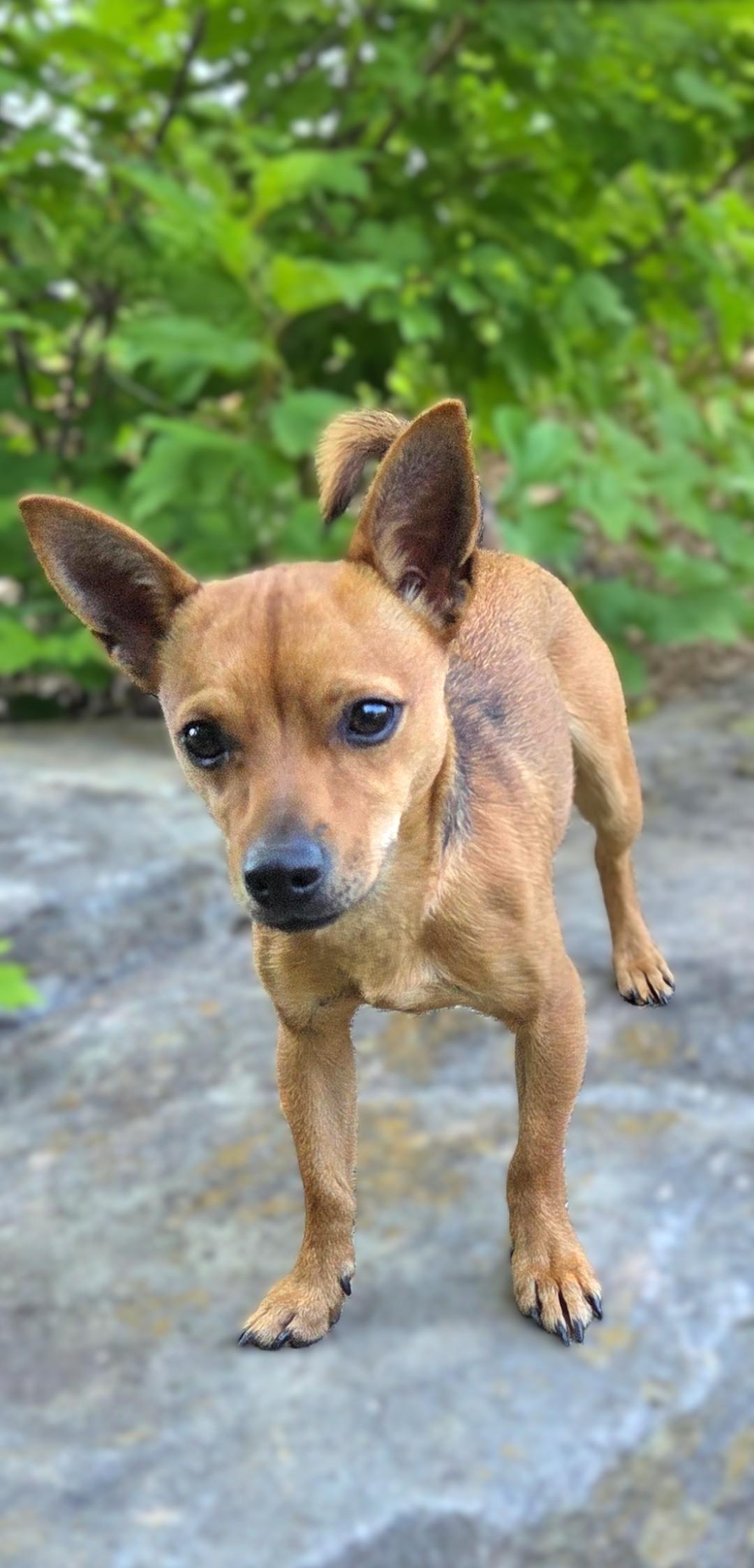 Enlarge Slinky, a ADOPTABLE Chiweenie in Bridgeton, MO image 1/4